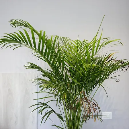 Wilson Kodermarlekaj