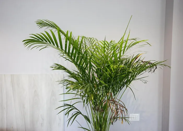 Wilson Kodermarlekaj